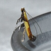 Caloptilia ostryaeella