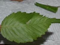 Caloptilia ostryaeella