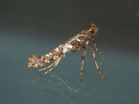 Caloptilia serotinella