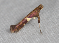 Caloptilia umbratella