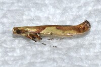 Caloptilia negundella