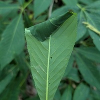 Caloptilia negundella