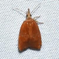 Cenopis diluticostana