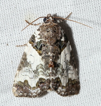 Cerma cerintha