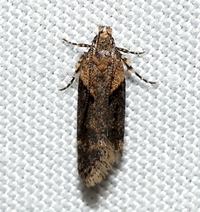 Chionodes mediofuscella