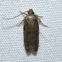 Chionodes unidentified species