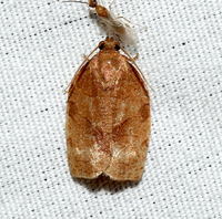 Choristoneura rosaceana