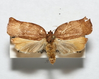 Choristoneura rosaceana