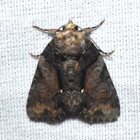 Chytonix palliatricula