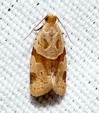 Clepsis peritana