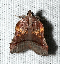 Clydonopteron sacculana