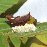 Coelodasys unicornis