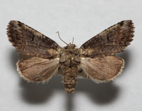 Coelodasys unicornis