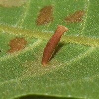 Coleophora unidentified species