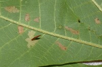 Coleophora unidentified species