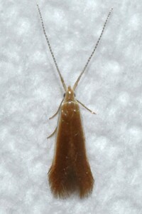 Coleophora unidentified species