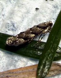 Coleotechnites macleodi