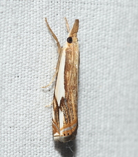 Crambus agitatellus