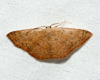 Cyclophora packardi