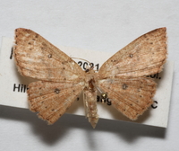 Cyclophora packardi