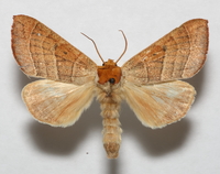 Datana contracta