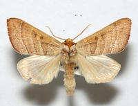 Datana contracta