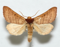 Datana drexelii