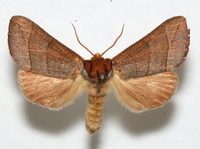 Datana ranaeceps