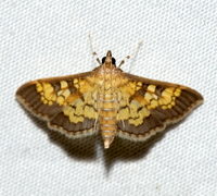 Diacme adipaloides
