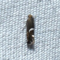 Diploschizia impigritella