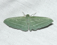 Dyspteris abortivaria