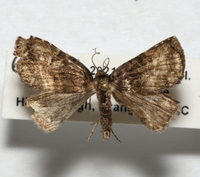 Dyspyralis nigellus