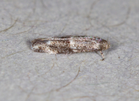 Elachista illectella