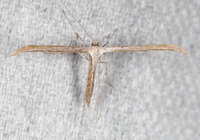 Emmelina monodactyla