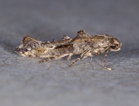 Epermenia albapunctella