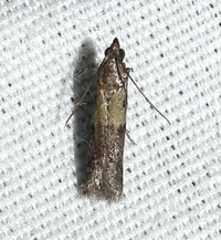 Ephestiodes infimella