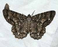 Epimecis hortaria