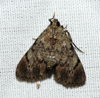 Epipaschia superatalis