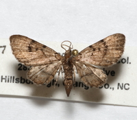 Eupithecia peckorum