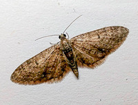 Eupithecia miserulata