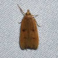 Glyphidocera democratica