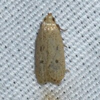 Glyphidocera dimorphella