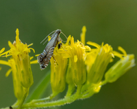 Glyphipterix saurodonta