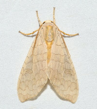 Halysidota unidentified species