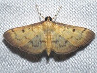 Herpetogramma fluctuosalis