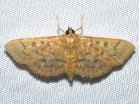 Herpetogramma pertextalis
