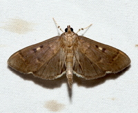 Herpetogramma sphingealis