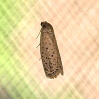 Homadaula anisocentra