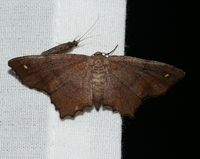 Hypagyrtis esther