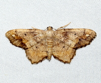 Hypagyrtis unipunctata